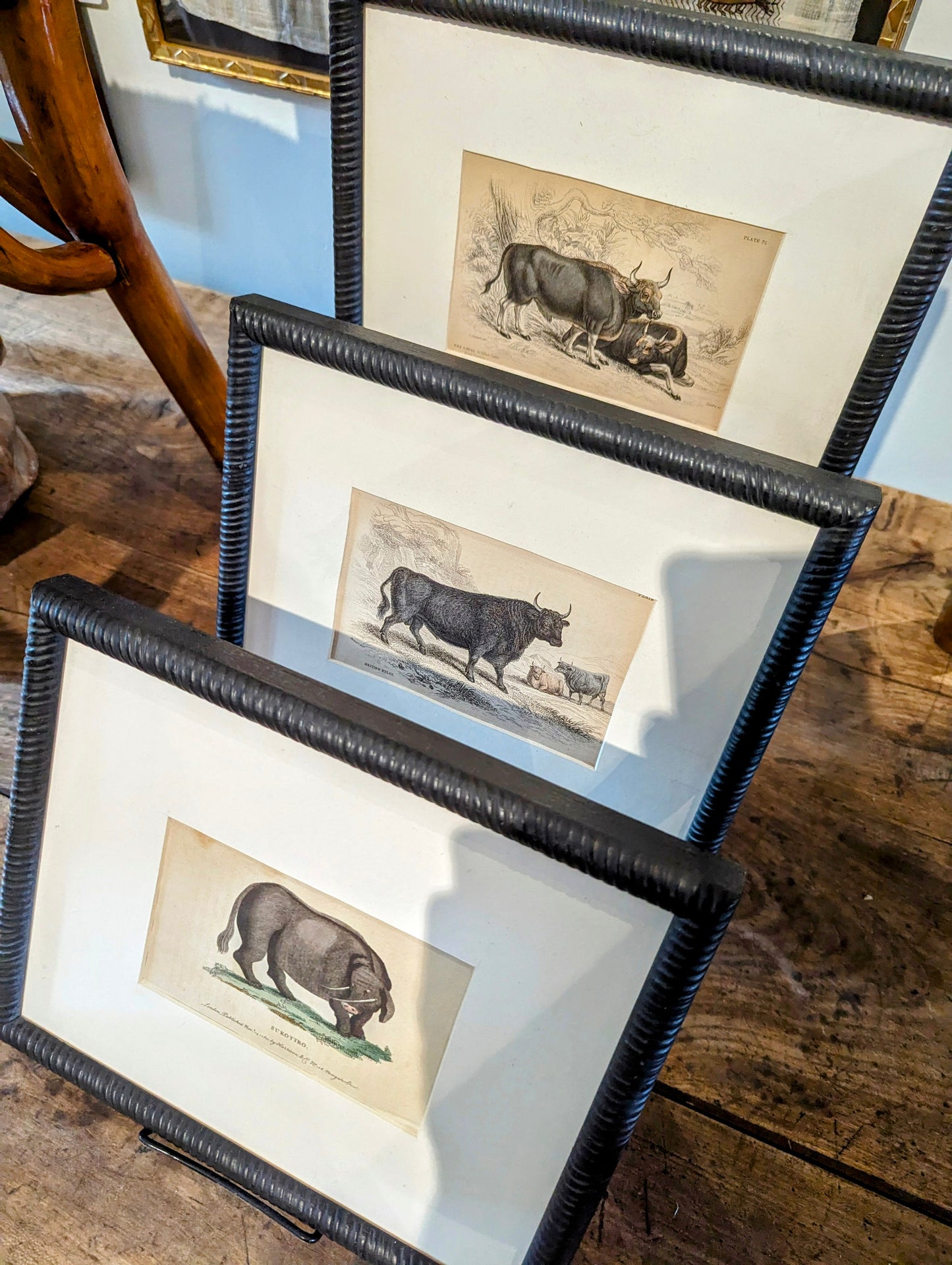 Set of three lithographs hand. Coloured cattle