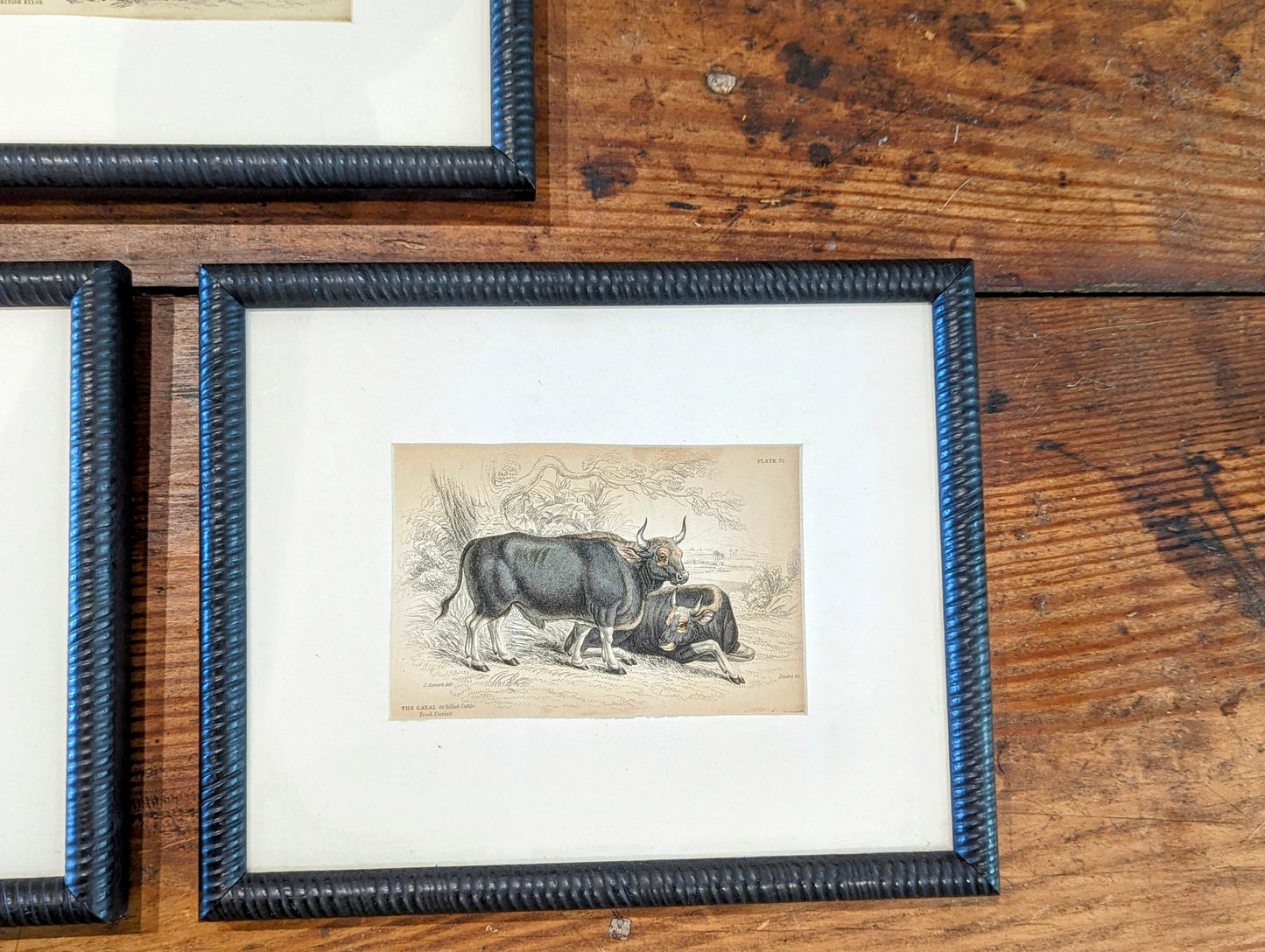 Set of three lithographs hand. Coloured cattle