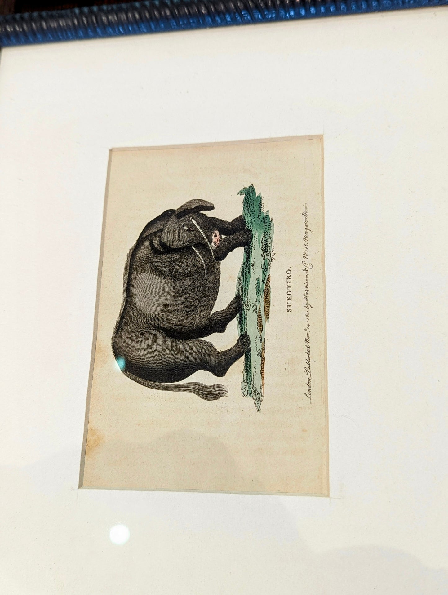 Set of three lithographs hand. Coloured cattle