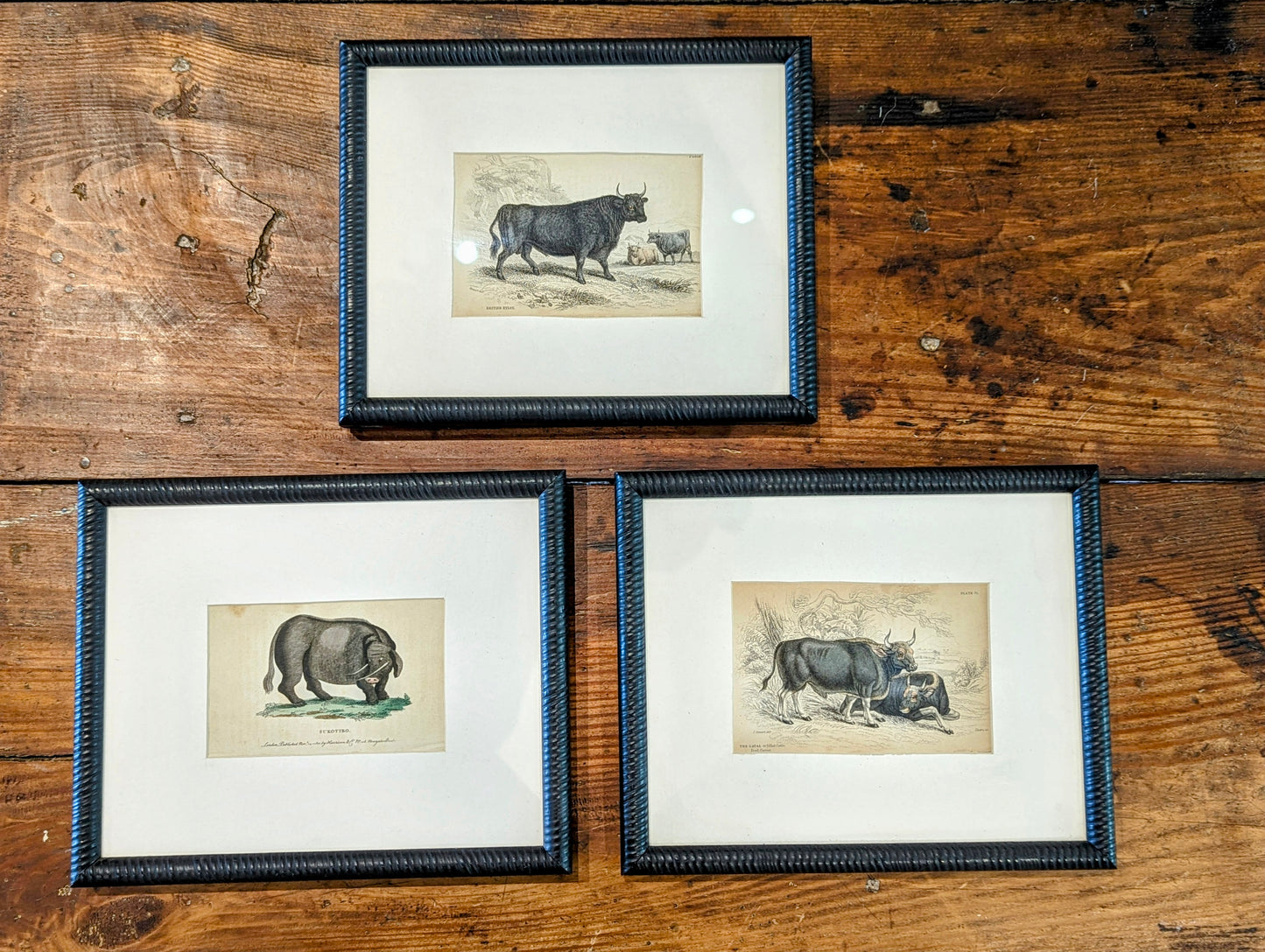 Set of three lithographs hand. Coloured cattle